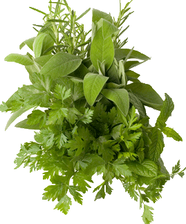 Fagonia Cretica Herb